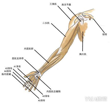 手臂下面叫什麼|臂